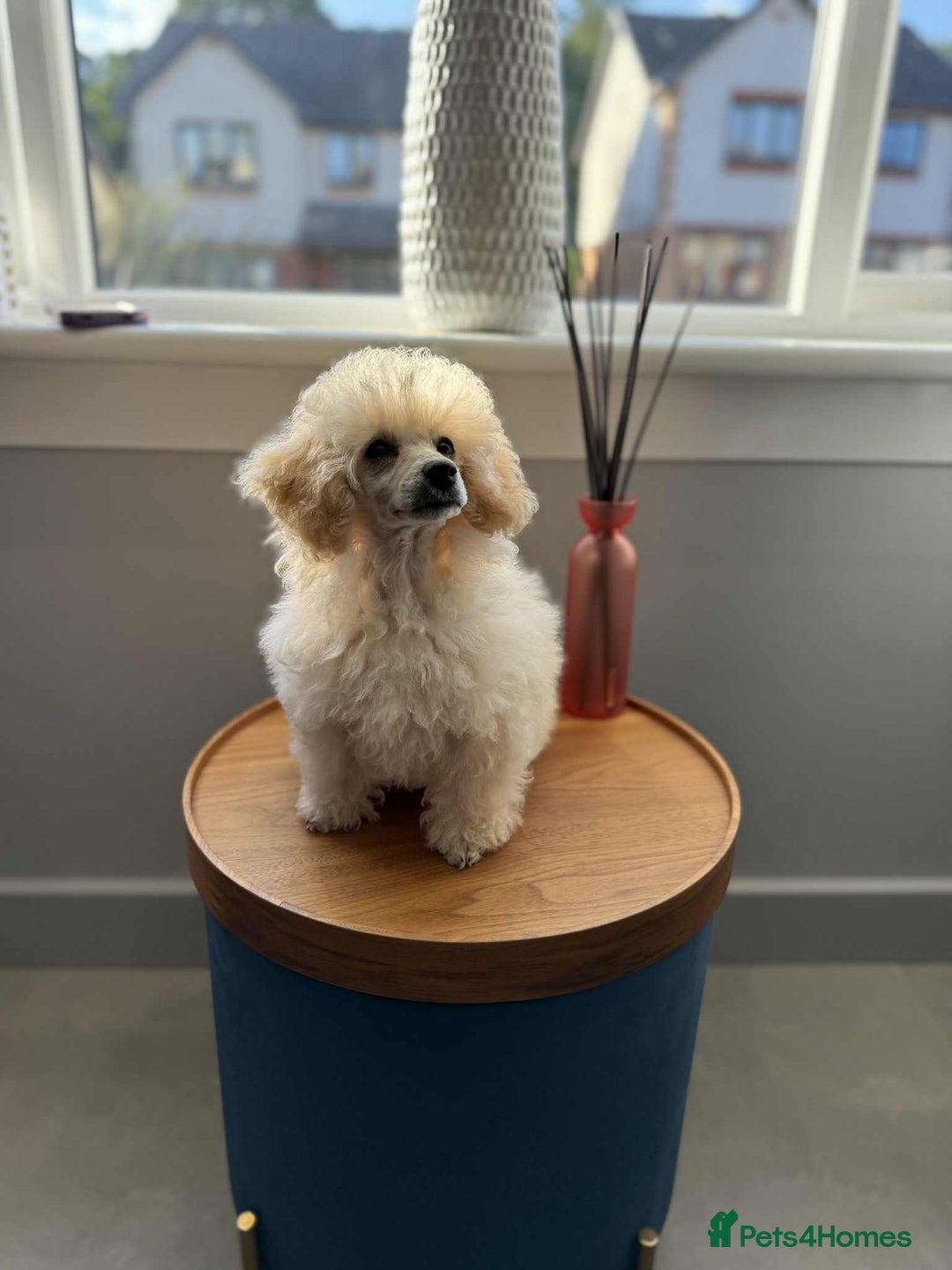 Toy Poodle dogs for sale:  KC Registered Toy Poodle stunning little boy💙 - Image 6