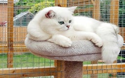 British Shorthair cats for sale: Scottish Straight 2 month old girl - Advert 8