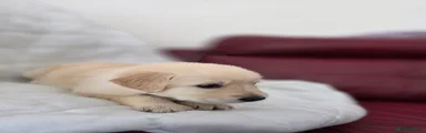 Golden Shepherd Puppy 4