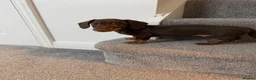 Miniature Dachshund dogs for sale: Beautiful Chocolate and Tan Miniature Dachshund  - Advert 17