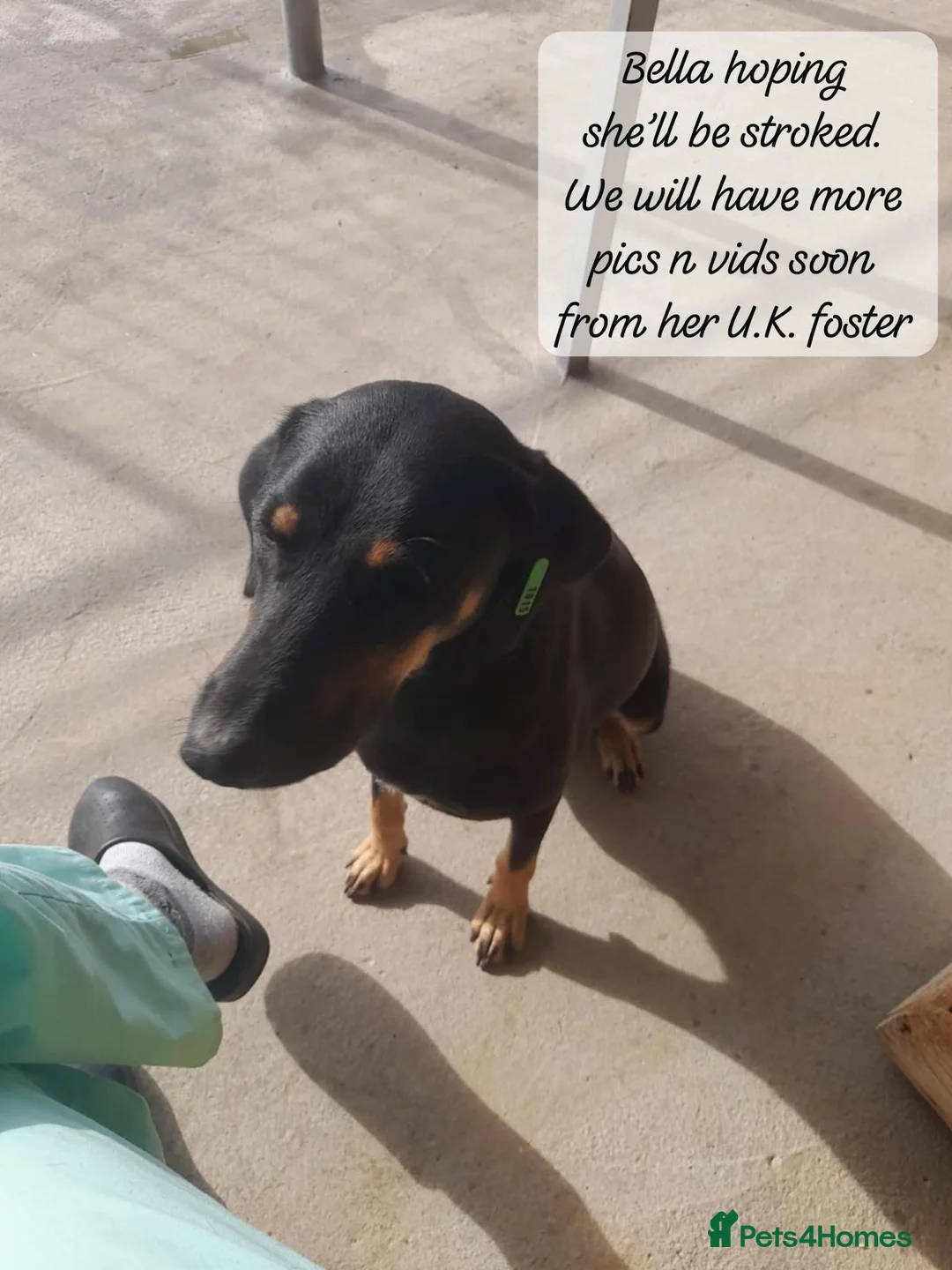 Mixed Breed dogs for adoption: Bella, 2 yrs old. Available for adoption. - Advert 3