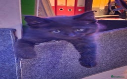 Maine Coon cats for sale: 3 maincoone x kittens - Image 15