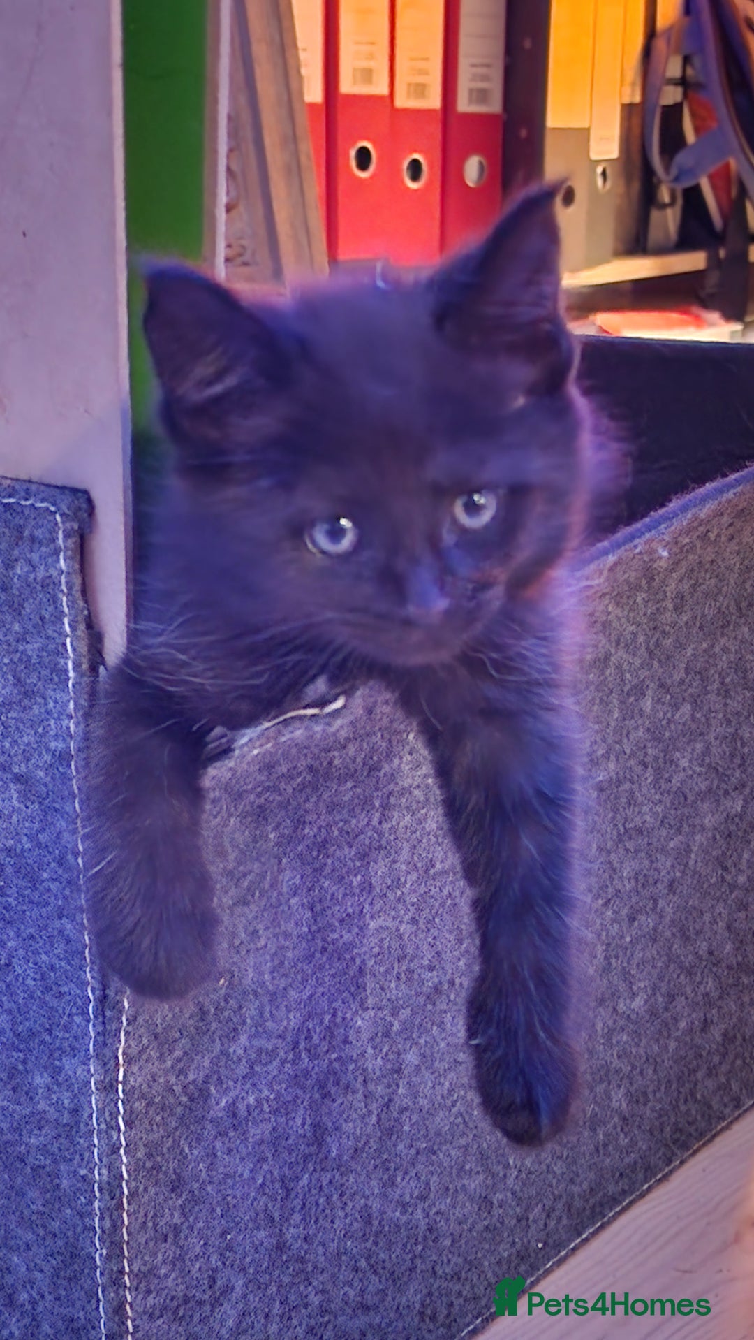 Maine Coon cats for sale: 3 maincoone x kittens - Image 15