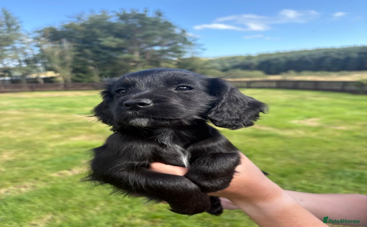 Cocker Spaniel dogs - Advert 2
