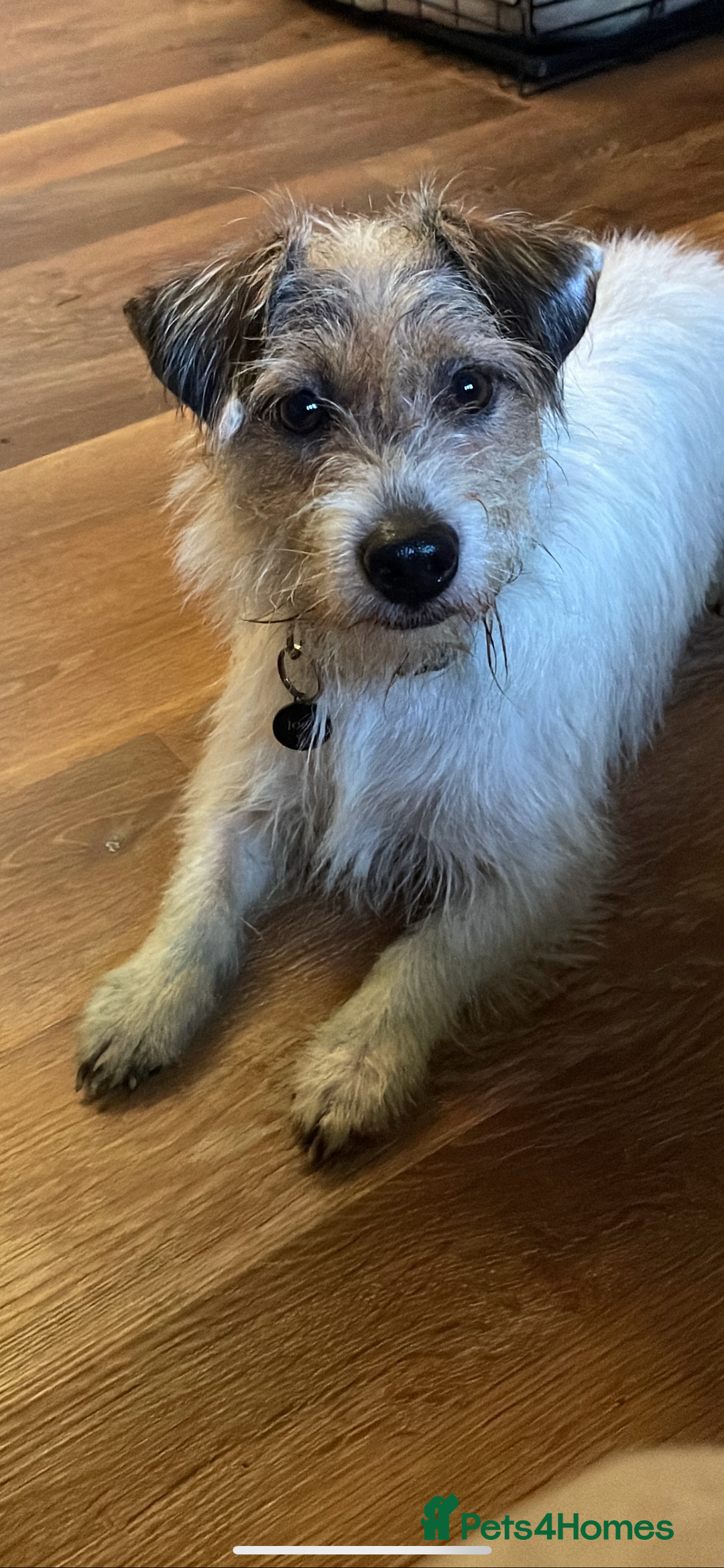 Jack Russell dogs for sale: Jack Russel pups. Two left one girl one boy - Advert 2