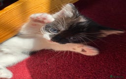Mixed Breed cats for sale: beautiful kittens - Image 20