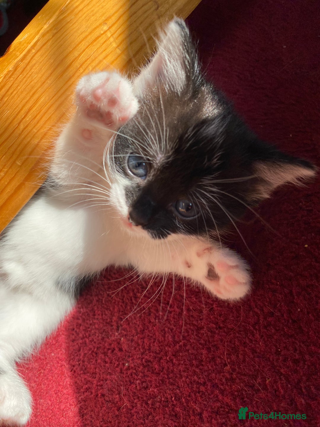 Mixed Breed cats for sale: beautiful kittens - Image 20