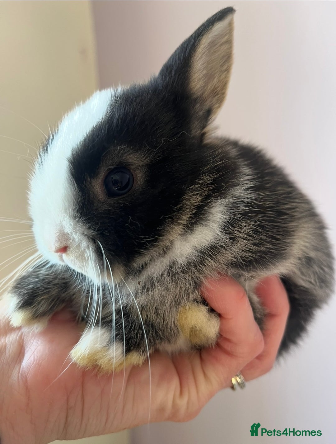 Netherland Dwarf rabbits for sale: Stunning pure bred Netherlands dwarf kits  - Image 7
