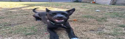 Mixed Breed dogs for adoption: Loris  - Advert 10