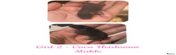Rat rodents for sale: Beautiful Baby Rats  - Advert 2