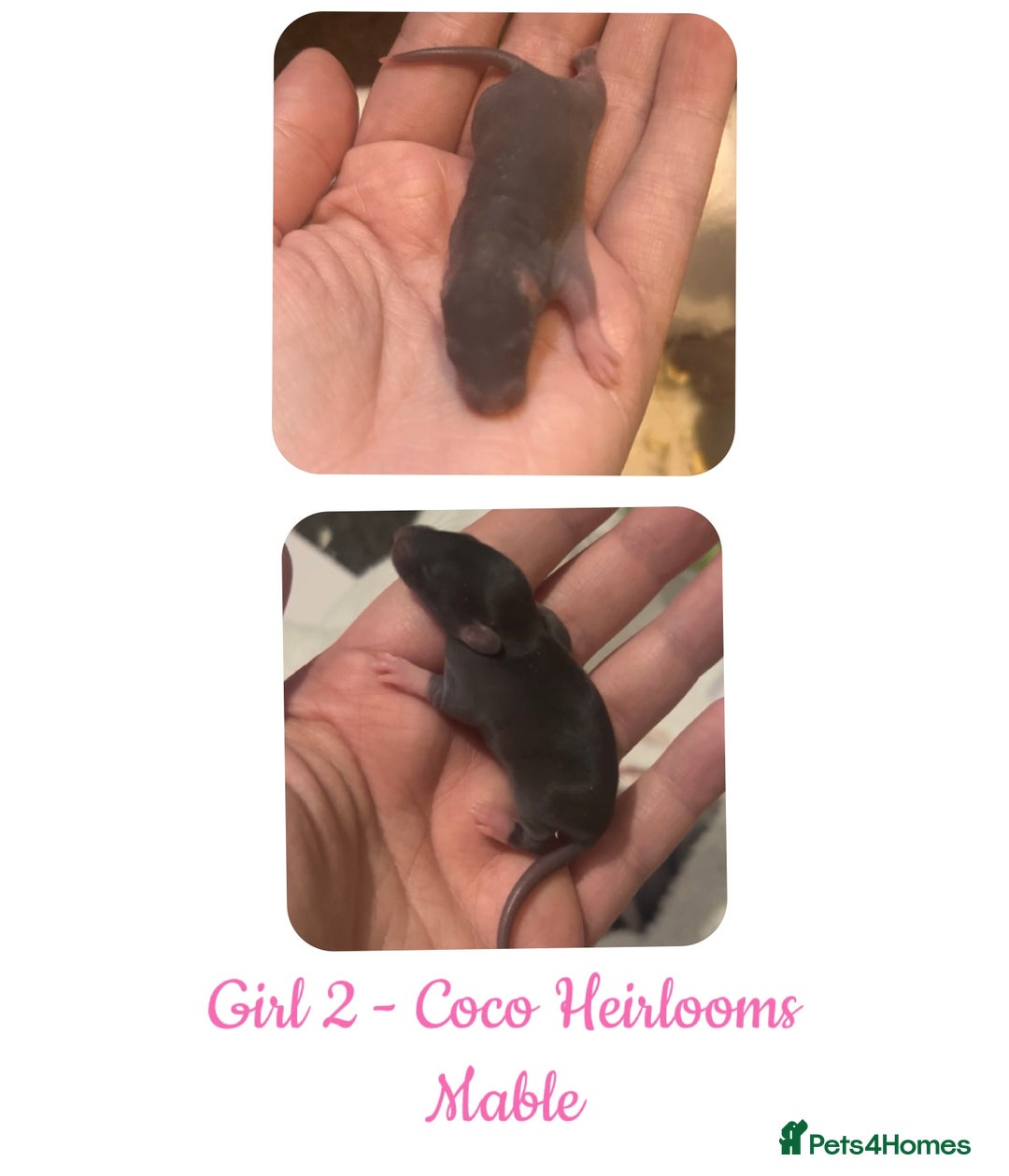 Rat rodents for sale: Beautiful Baby Rats  - Advert 2