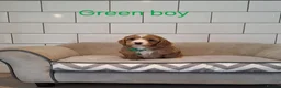 Cavachon dogs for sale: Beautiful Cavapoochons puppies - Advert 10