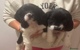 Sprocker dogs for sale: Sprocker puppies  - Image 7