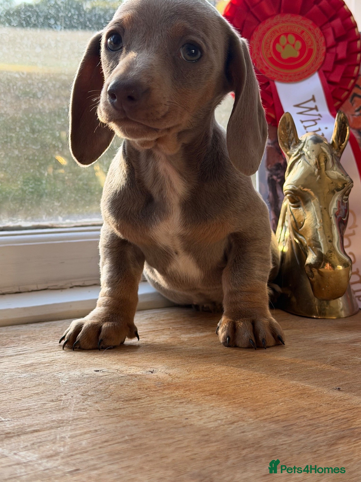Miniature Dachshund dogs Donald the Daxi -looking for his forever family 🐶 - Advert 15