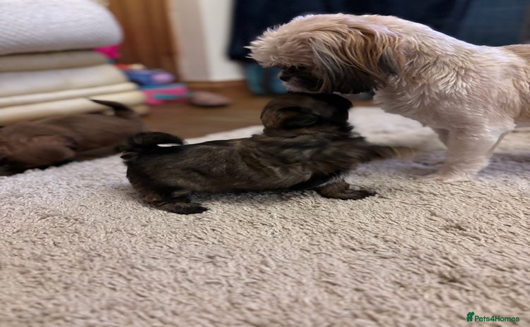 Shih Tzu dogs - Advert 4