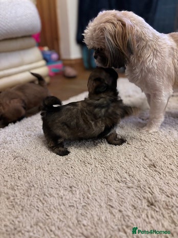 Shih Tzu dogs - Advert 4