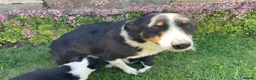 Border Collie dogs for sale: 6 Adorable Border Collie Puppies  in Brecon - Advert 19