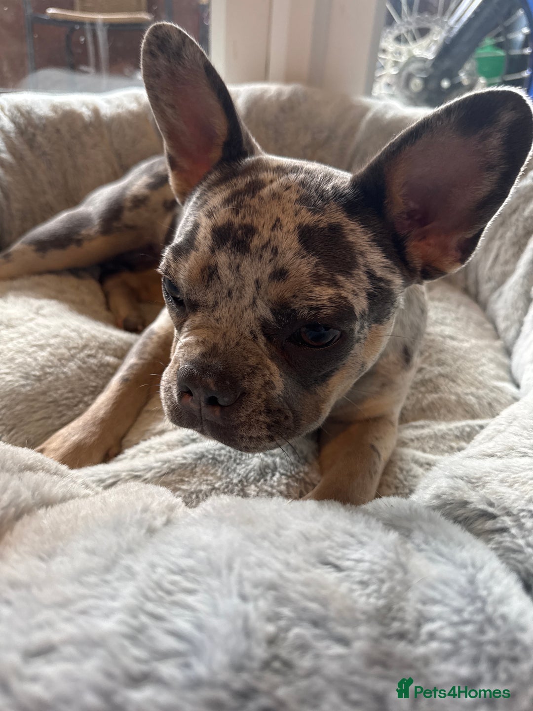 French Bulldog dogs for sale: Merle Female Frenchie For Sale  - Image 2