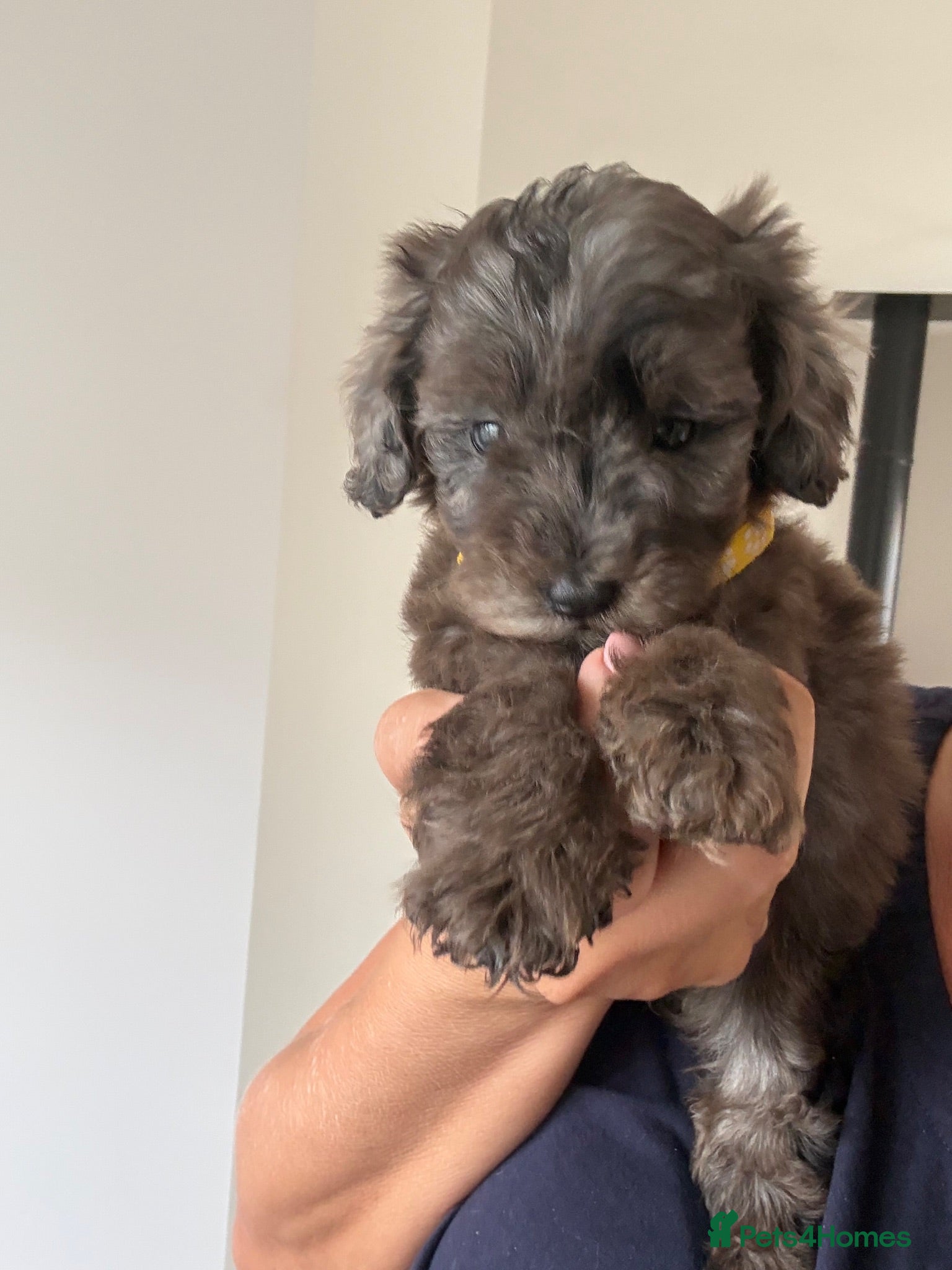 Cavapoo dogs Exceptional health tested Cavapoo puppies - Advert 2