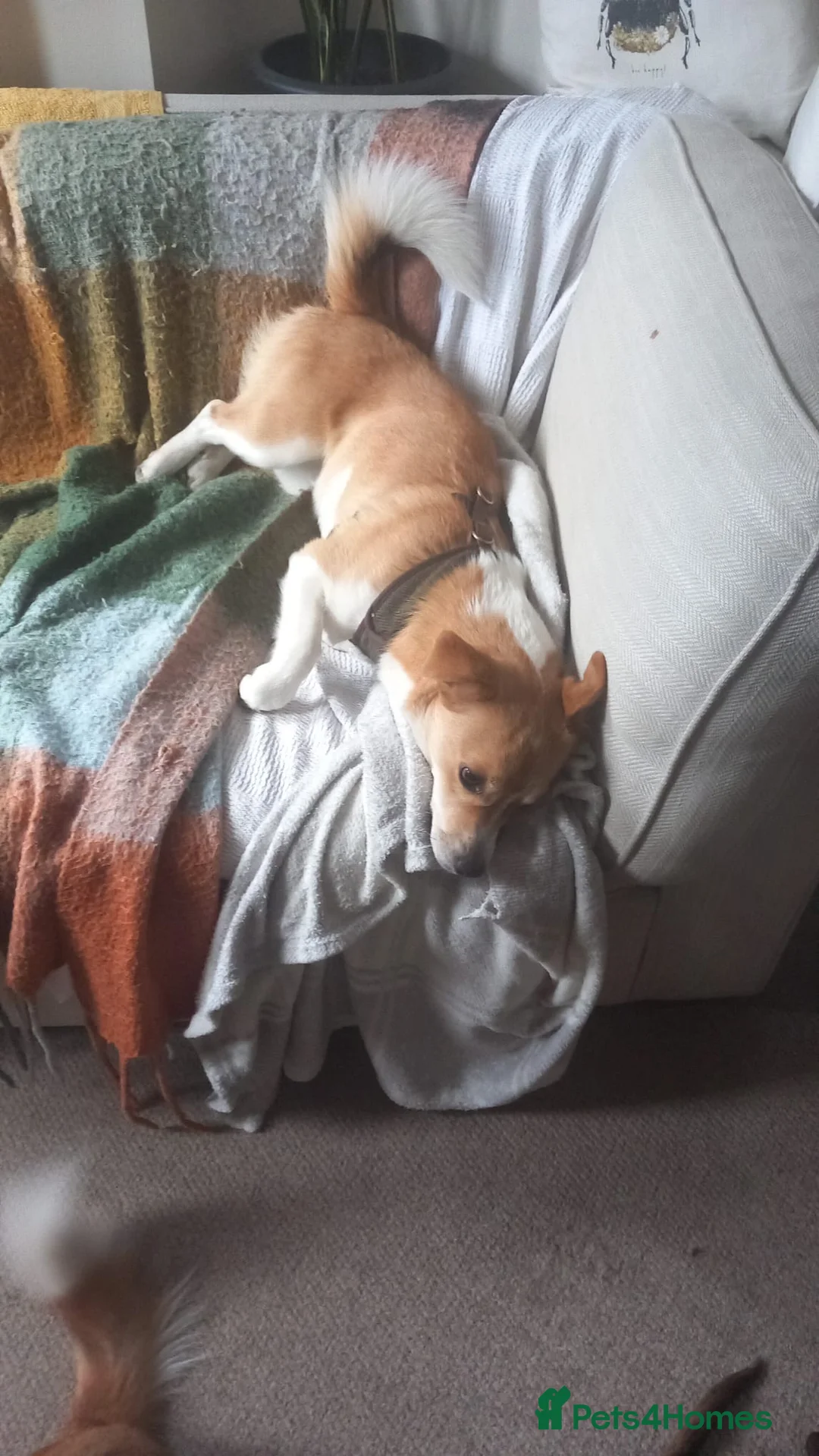 Mixed Breed dogs for adoption: ❤️MEYA & KALLIE❤️-SMALL SISTERS SEEK A KIND HOME - Advert 22