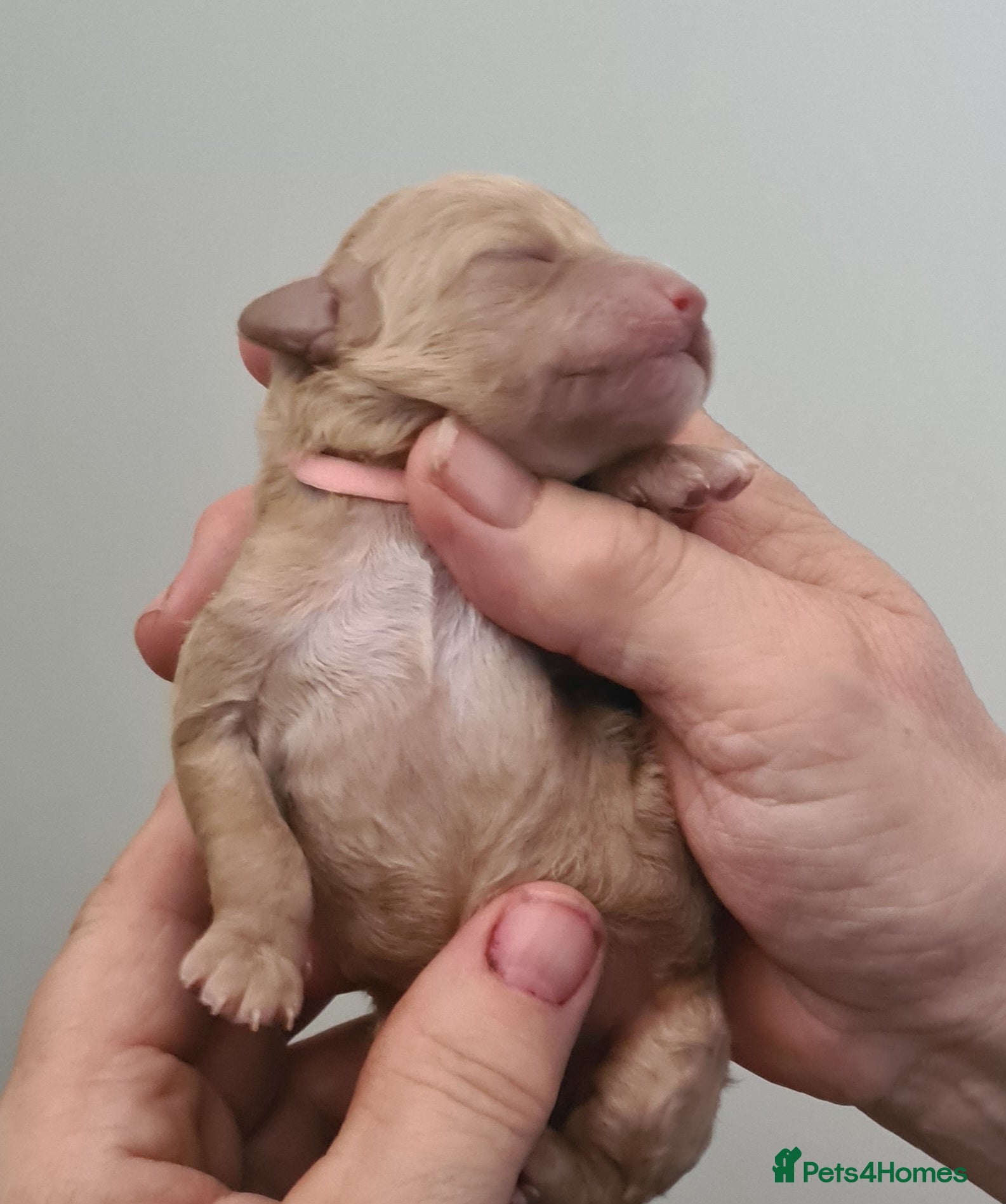 Poochon dogs for sale: Beautiful poochons  - Advert 5