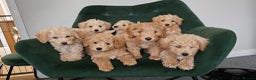 Toy Poodle dogs for stud: Stunning KC poodle stud in Reading - Advert 13