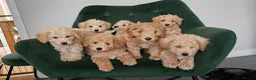 Toy Poodle dogs for stud: Stunning KC poodle stud in Reading - Advert 13
