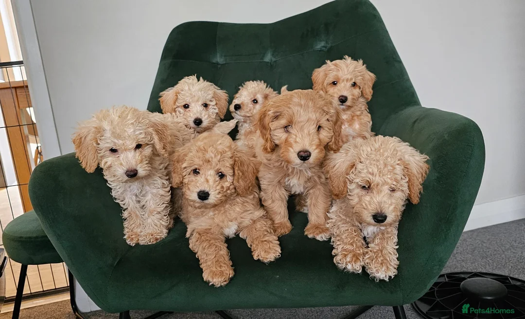 Toy Poodle dogs for stud: Stunning KC poodle stud in Reading - Advert 13