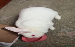 Dutch rabbits for sale: White rabbit assume dutch breed - Image 4