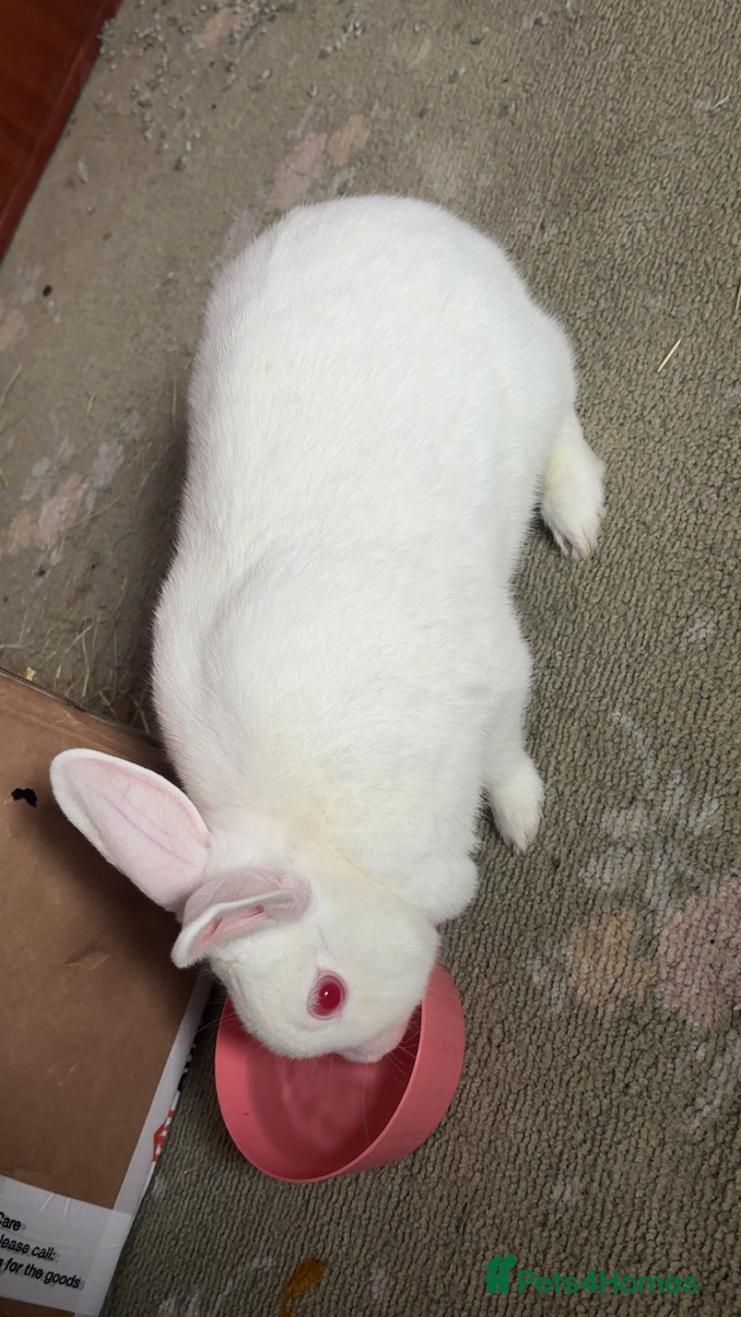 Dutch rabbits for sale: White rabbit assume dutch breed - Image 4
