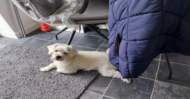 Mixed Breed dogs - Advert 1