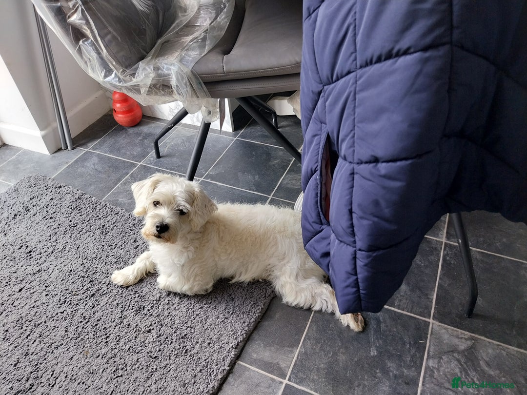 Mixed Breed dogs for sale: Westiepoo  - Image 4