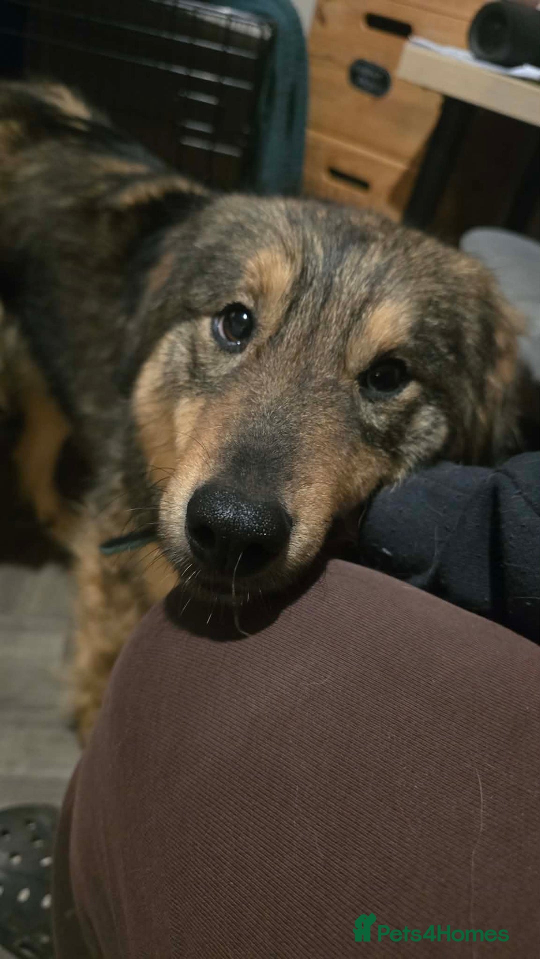 Mixed Breed dogs for adoption: Twinkle for adoption - Advert 4