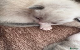 Ragdoll cats for sale: Gorgeous ragdoll kittens - Image 5