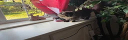 Maine Coon cats for sale: 🐾 Beautiful Maine Coon Tortie Female  - Advert 6
