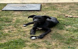 Borador dogs for sale: Collie cross Labrador  - Image 3