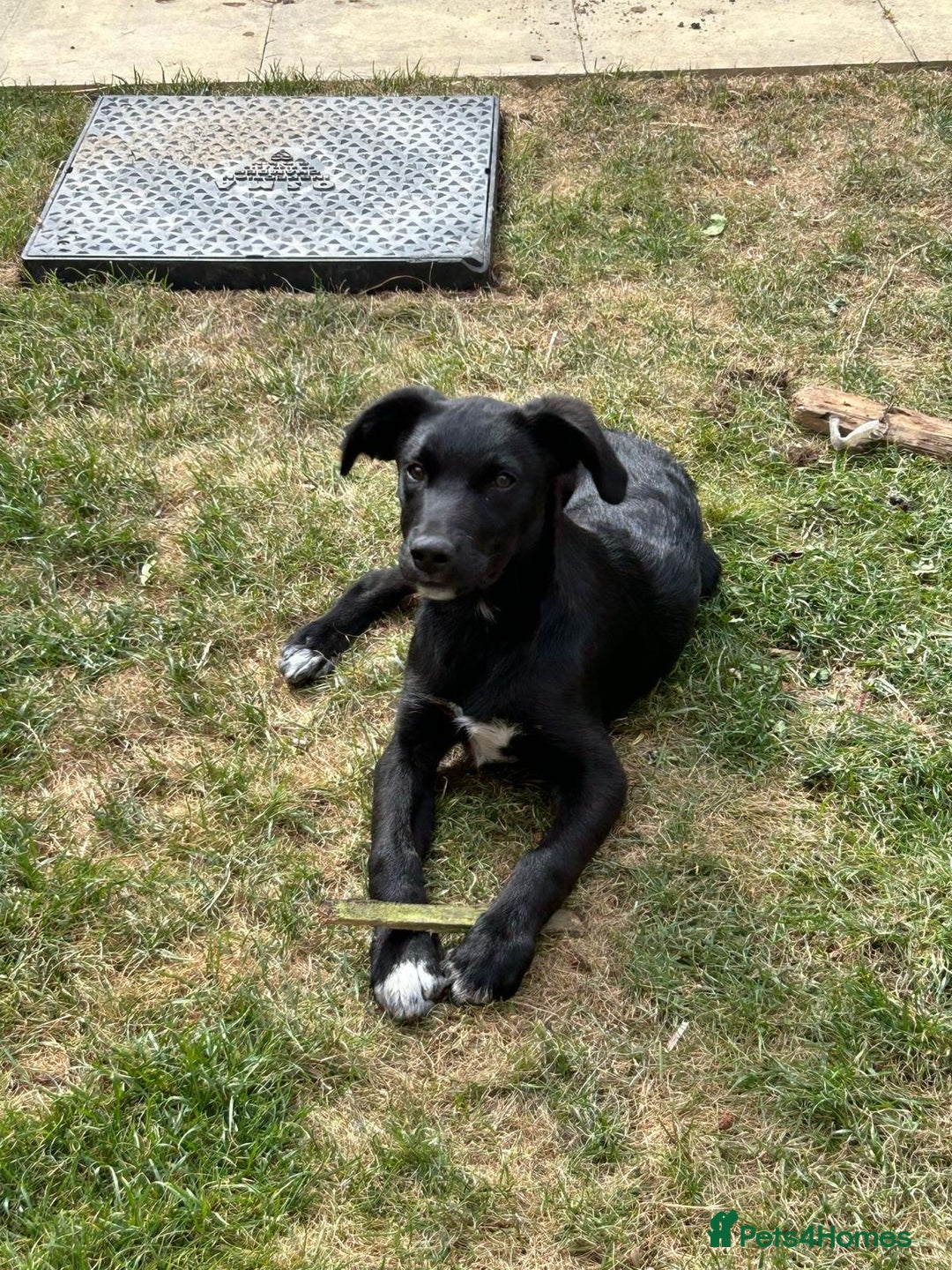 Borador dogs for sale: Collie cross Labrador  - Image 3