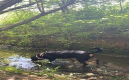 Rottweiler dogs for sale: Zulu 4 year old Rottweiler  - Image 7