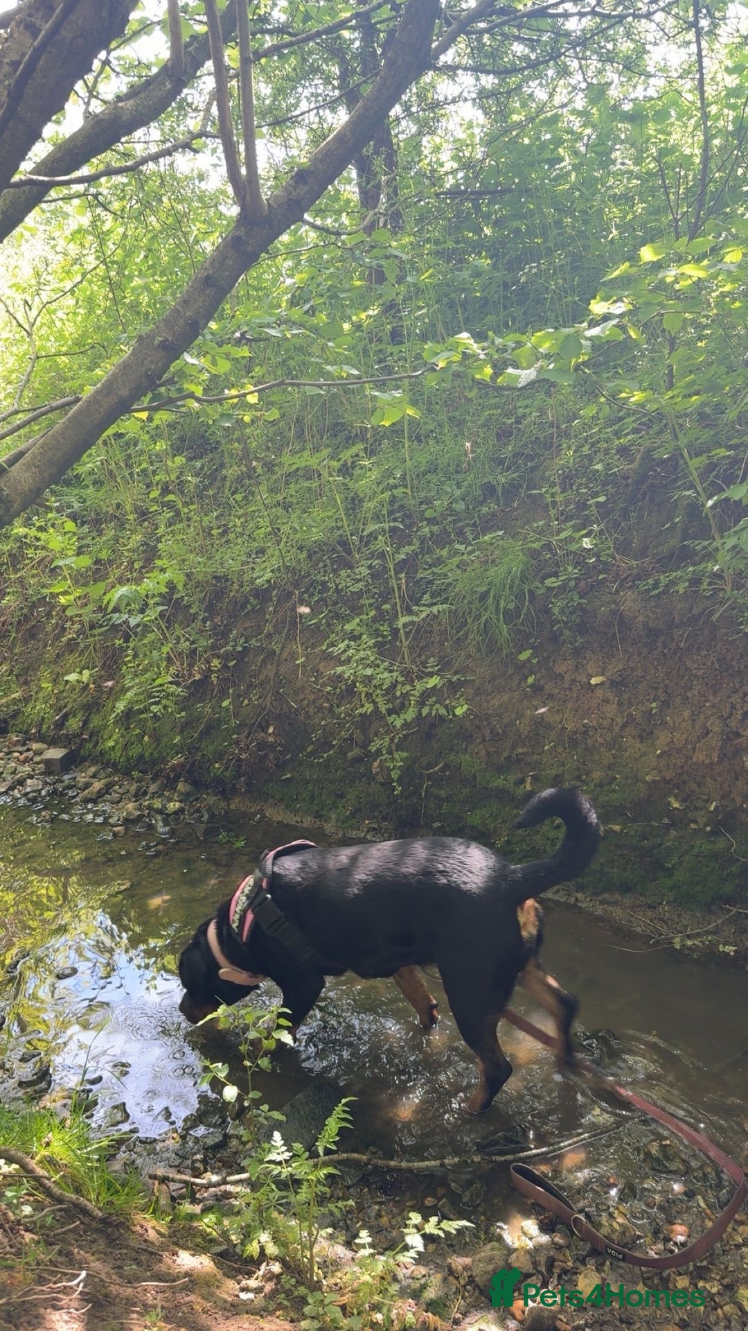Rottweiler dogs for sale: Zulu 4 year old Rottweiler  - Image 7