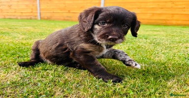 Labradoodle dogs - Advert 1