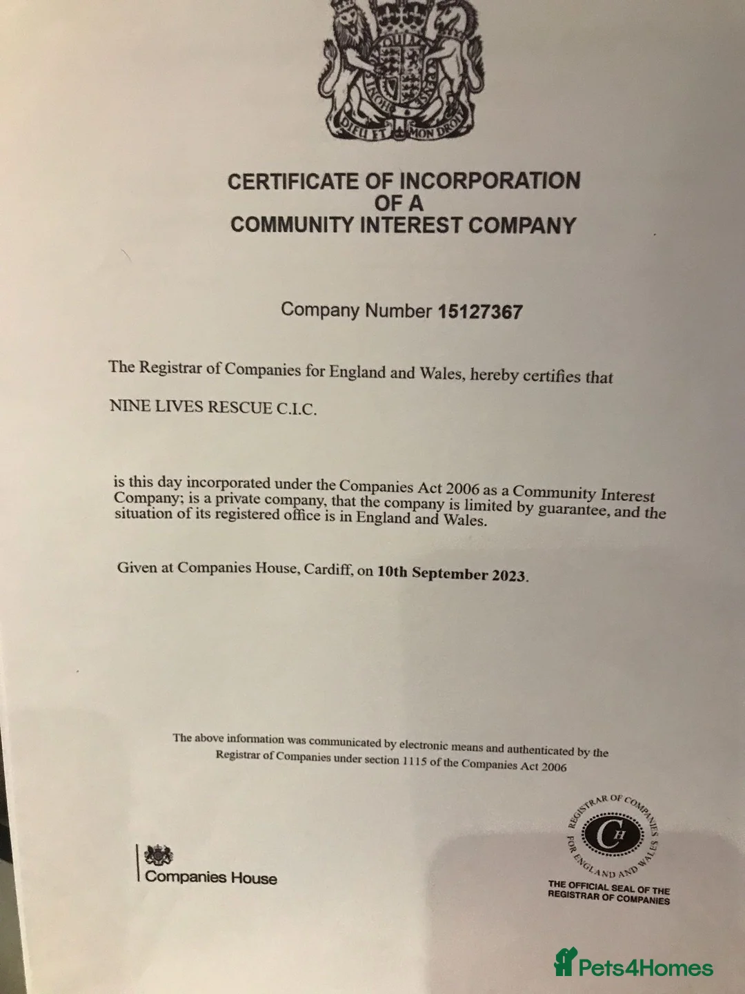 Mixed Breed cats for adoption: MIX TURKISH ANGIRA BONDED PAIR CALM AFFECTIONATE  - Advert 16