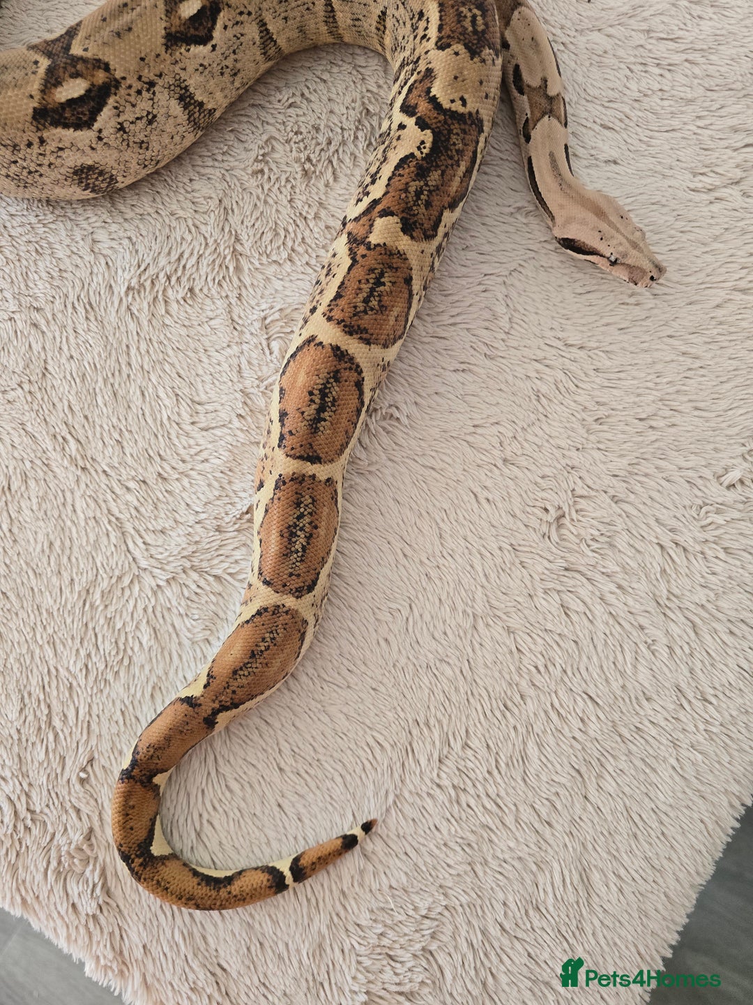 Boa Snake reptiles for sale: Large Snake Vivarium Setup + 2 Boa Constrictors - Advert 13