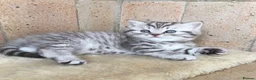 British Shorthair cats for sale: Stunning Classic British shorthair kittens - Advert 5