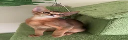 Abyssinian cats for sale: TICA 5* pedigree Abyssinian Kittens  - Advert 21