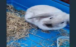 Mini Lion Lop rabbits for sale: Male mini lion lop - Image 2