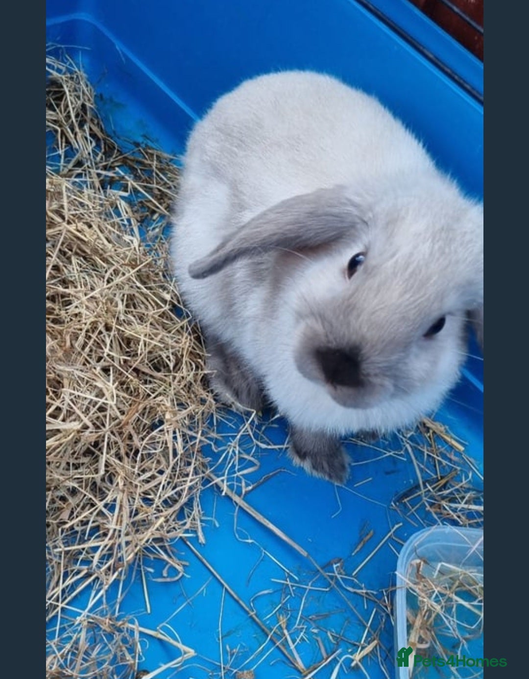 Mini Lion Lop rabbits for sale: Male mini lion lop - Image 2
