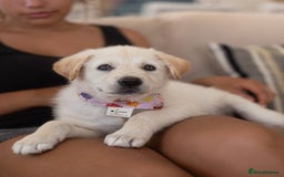 Mixed Breed dogs for adoption: Cuddly Crumble - Image 16