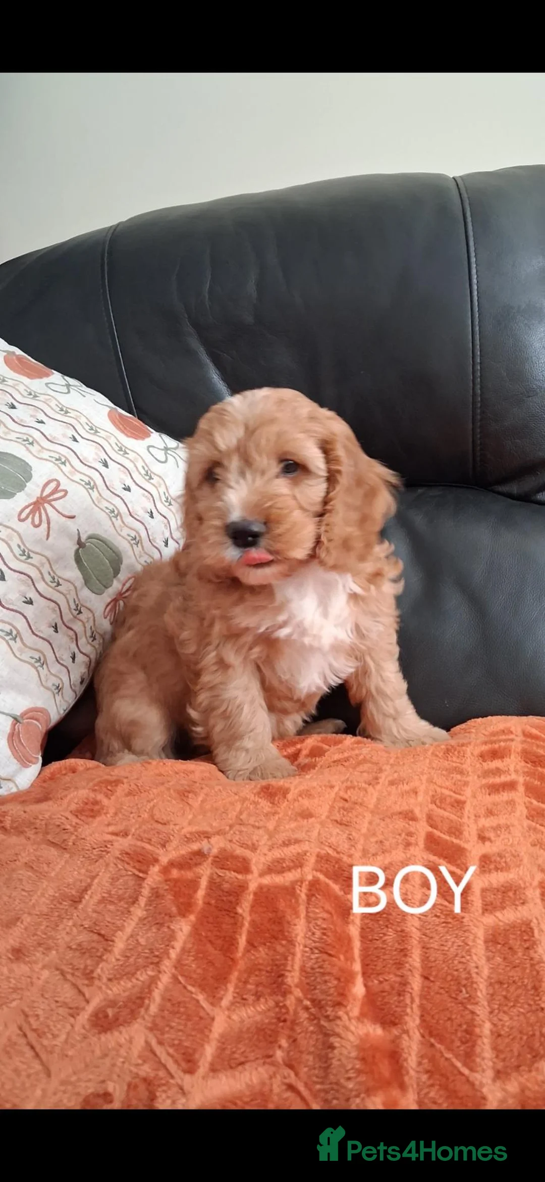 Cockapoo dogs for sale: F1 Cockerpoo Puppies - Advert 8