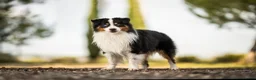 Miniature American Shepherd dogs for sale: Health Tested Miniature American Shepherd Puppy - Advert 4