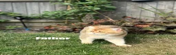 British Shorthair cats for sale: BSH Golden kittens TICA Reg - Advert 3